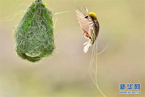 鳥築巢怎麼辦|築巢(鳥窩):主要功能,代表物種,築巢方式,築巢時間,巢址。